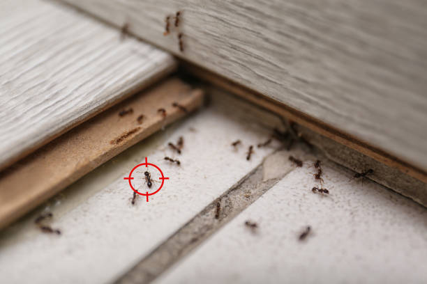 Best Emergency Pest Control  in Commerce, OK
