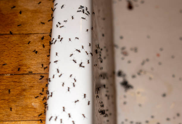 Best Exterminator Services  in Commerce, OK