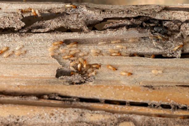 Best Affordable Pest Control Services  in Commerce, OK